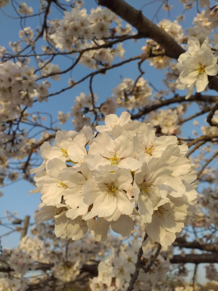  이젠 제법 벚꽃다운 모습을 보여주네요.