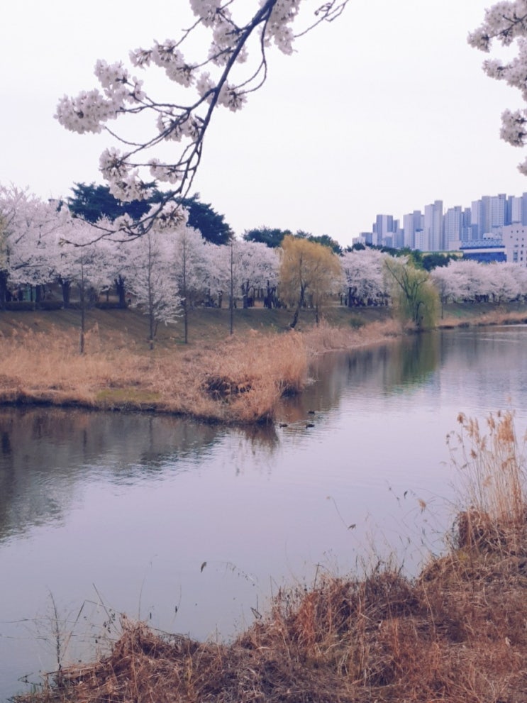  수원 만석공원_벚꽃 구경