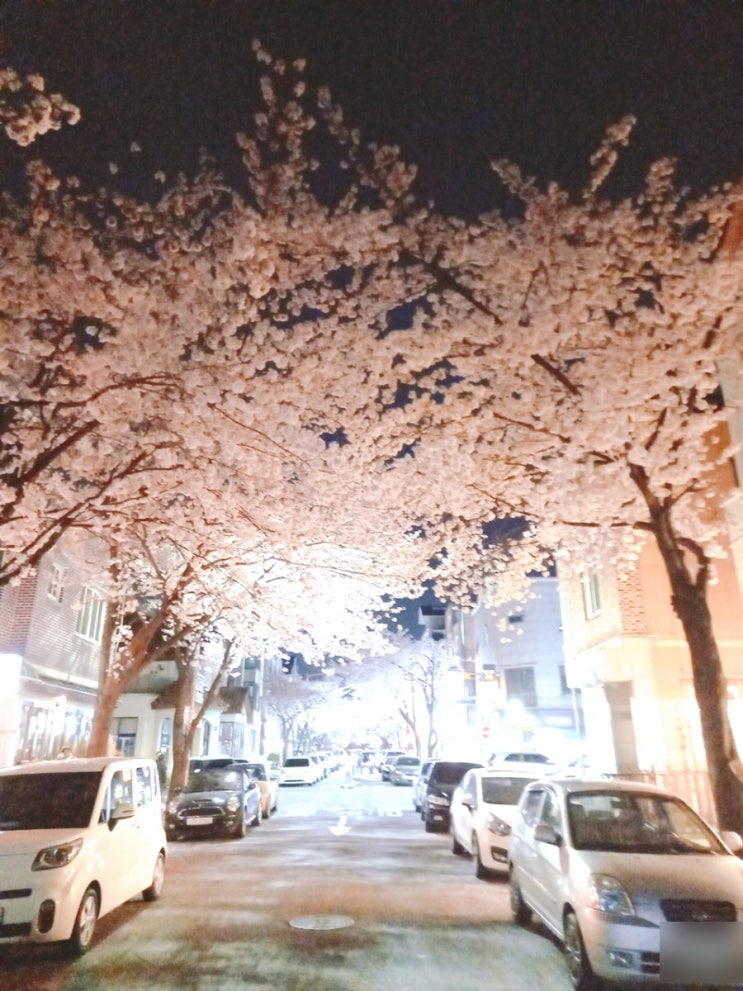 [봄 이야기] #강릉에 봄이 오면 생기는 일