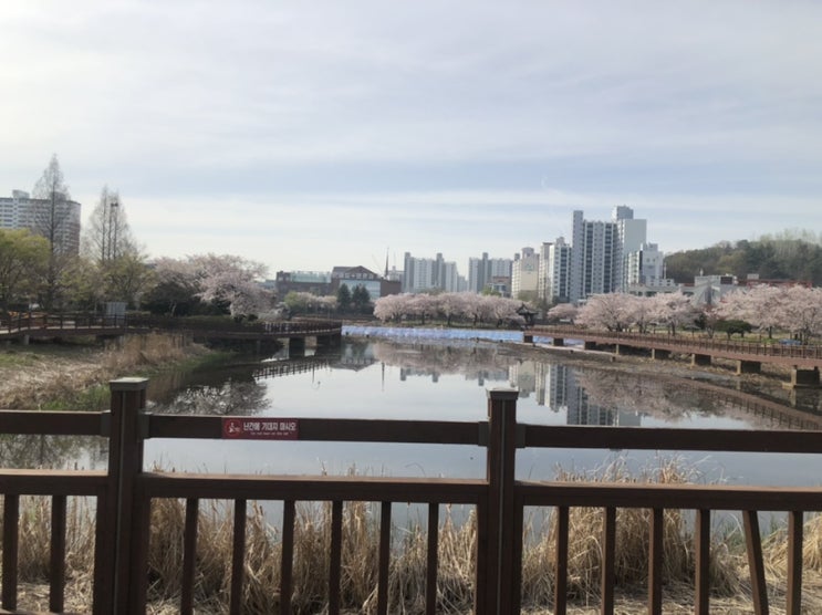  전남 광주 벚꽃 만개 운천저수지로 꽃구경 가요
