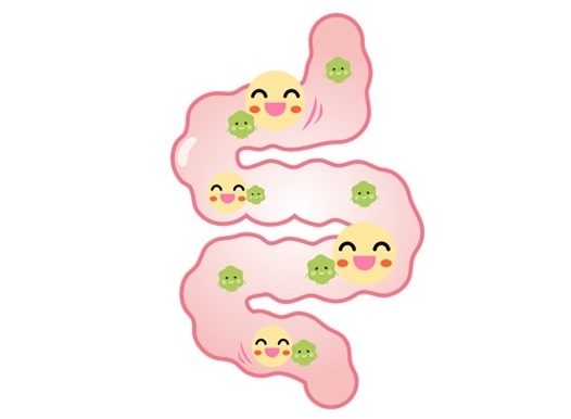  유산균은 살아서 장까지! 생존력좋은 프로 바이오틱스, 락토바실러스 유산균 효능에 대해서.