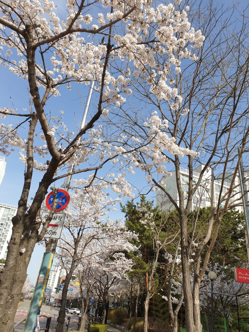 벚꽃 축제 영어로, 벚꽃 축제 취소 영어로, 봉담 영어수학학원, Bem 분당영어수학학원 : 네이버 블로그