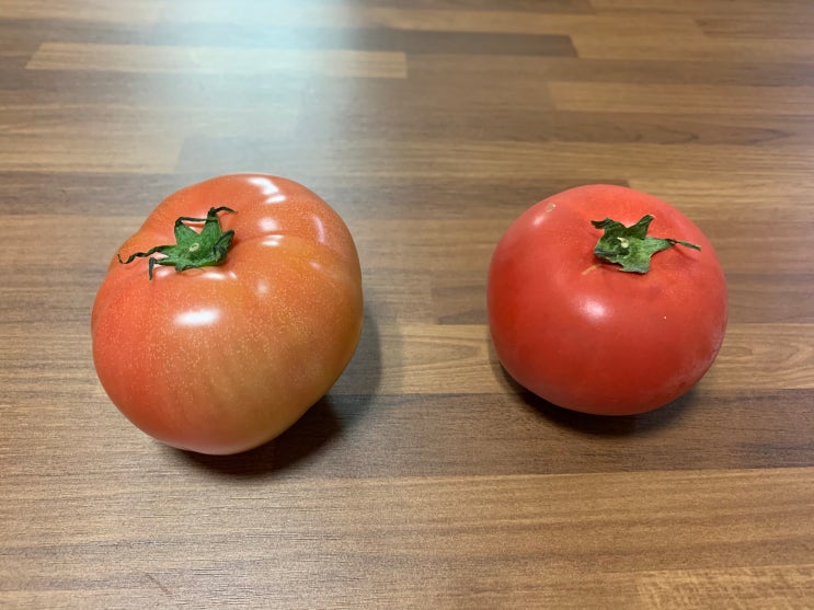 알고보면 다른 토마토의 두 종류, 동양종 유럽종 토마토 / 용도 효능에 따라 구분해서 구입하세요!