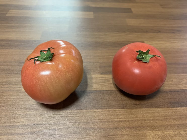  알고보면 다른 토마토의 두 종류, 동양종 유럽종 토마토 / 용도 효능에 따라 구분해서 구입하세요!