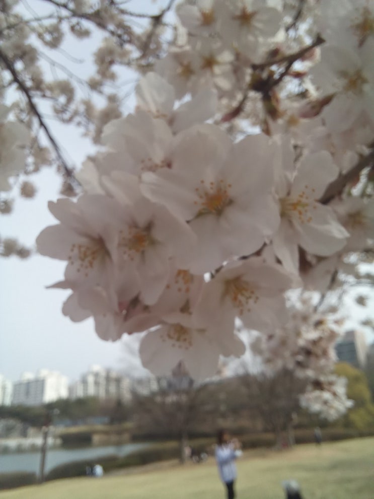 [ 일산호수공원 ]  벚꽃구경.봄나들이.벚꽃이 만개한 호수공원 산책하기