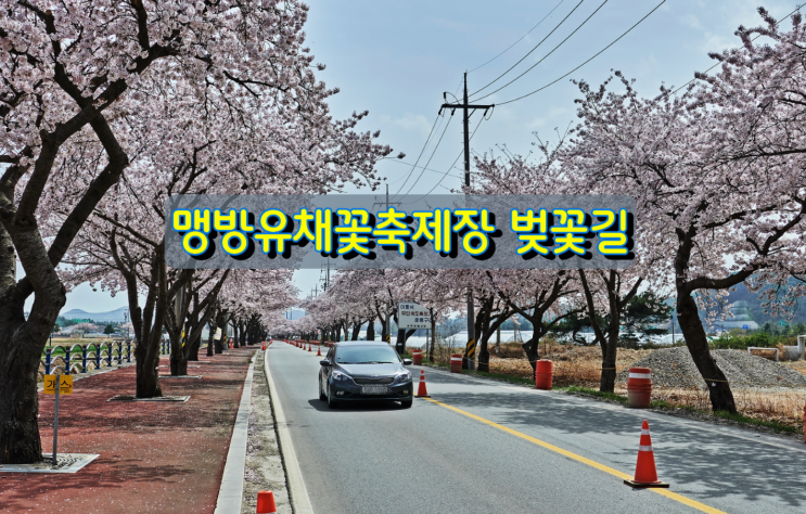 삼척 맹방유채꽃축제장 드라이브 스루로 즐기는 벚꽃 삼척 맹방유채꽃축제장 드라이브 스루로 즐기는 벚꽃