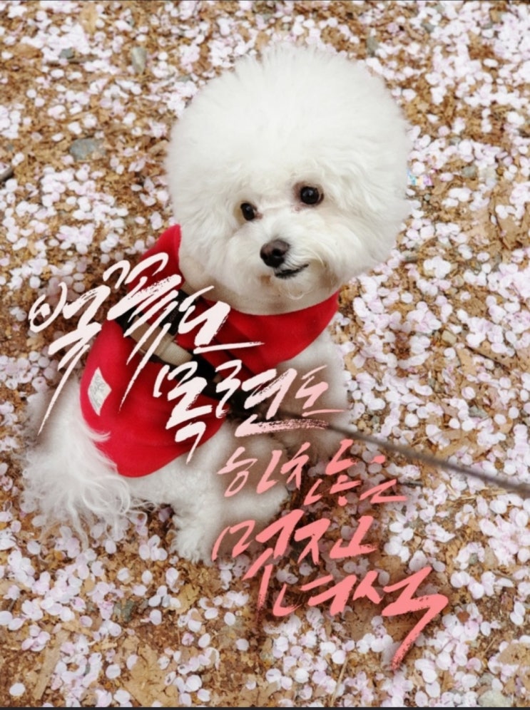  혼자알고 싶은 수원 영통 우리동네 벚꽃 메타쉐콰이어 산책로