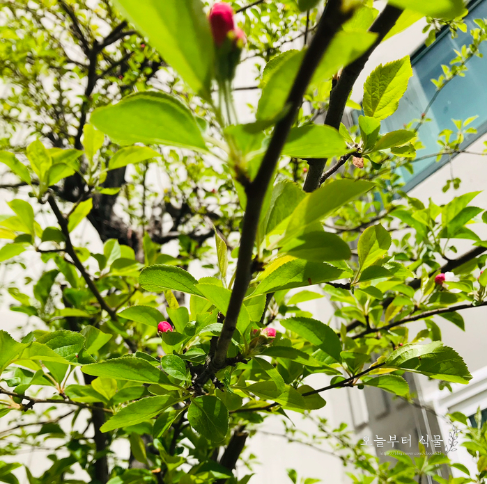 애기사과, 철쭉 꽃망울