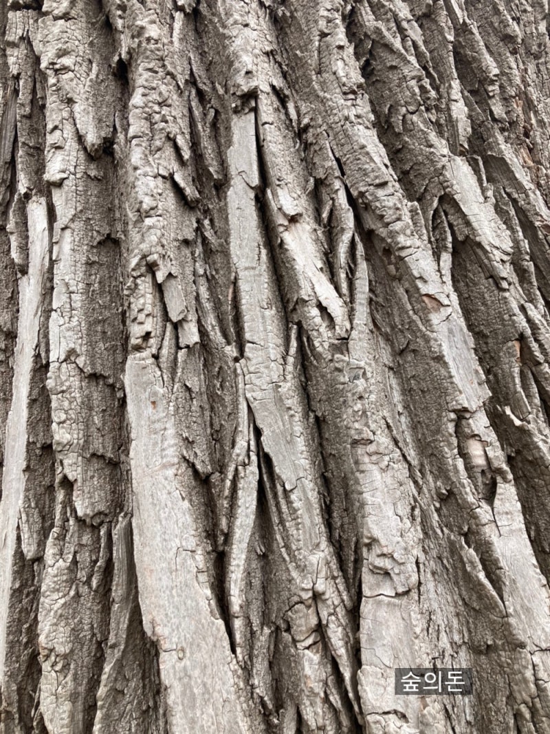 펀디엑스(pundix)에게 잠룡(潛龍) 별명 지어준 숲의돈이 전망한 NPXS 코인 가격 변화와 PXS 심볼 명칭 및 토큰 수 소각  폐지, 그리고 거래소 상장과 상폐 폭락 위험 연구 : 네이버 블로그