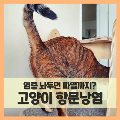  고양이 항문낭 염증, 놔두면 파열까지 이어져! (f. 손쉽게 짜기)