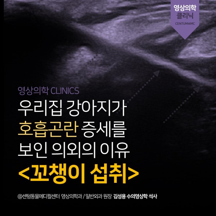  10살 강아지 호흡곤란 <꼬챙이 이물섭취> (부산 영상전문 동물병원, 센텀동물메디컬센터)