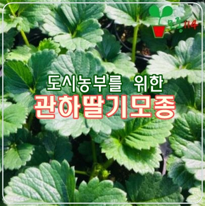  관하딸기 모종, 베란다 텃밭 인기템이네!