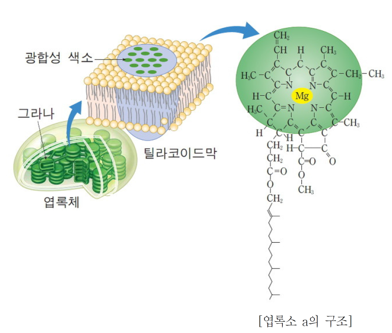 엽록체 도표 광합성