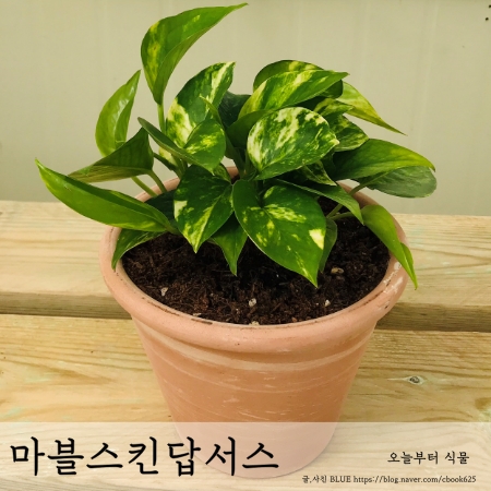  마블스킨답서스 키우기, 번식하기