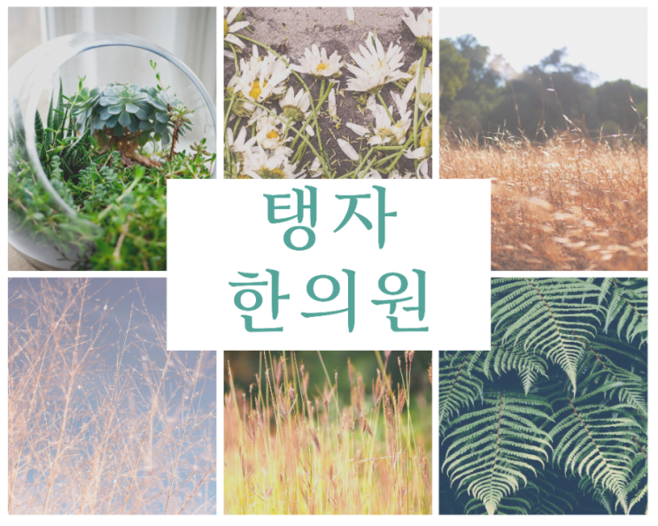  수원 천천동한의원 탱자한의원 꽃가루 알레르기 한방치료