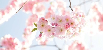 봄꽃 시절(The spring flower days)