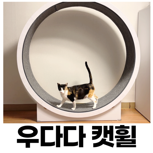  고양이 운동량 챙겨주는 "우다다 캣휠" 3개월 사용후기