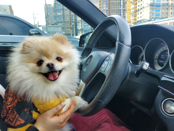  [뭉치] 우리집 막내 '송뭉치'
