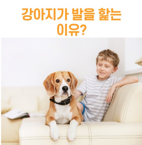  강아지가 발을 핥는 이유?