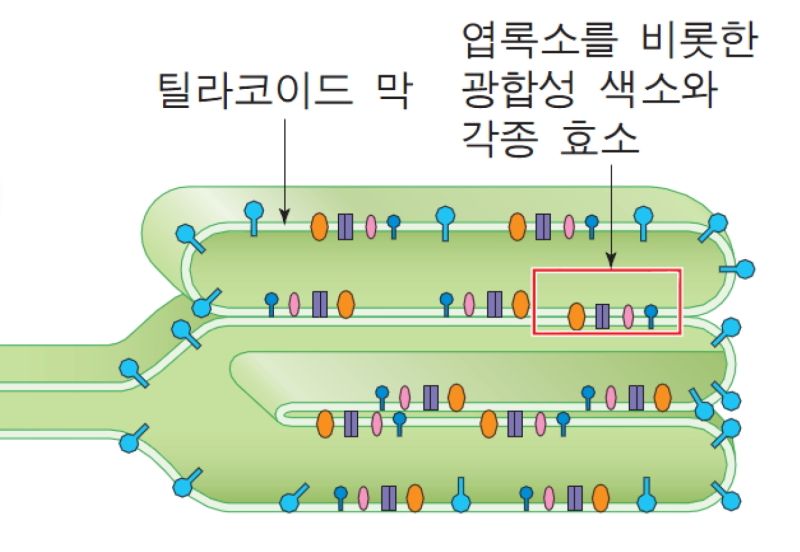 엽록체 도표 광합성