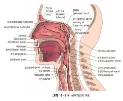 호흡기계공부 조절중추 방어기전 객담색깔 흉통종류 객혈토혈비교 간호학