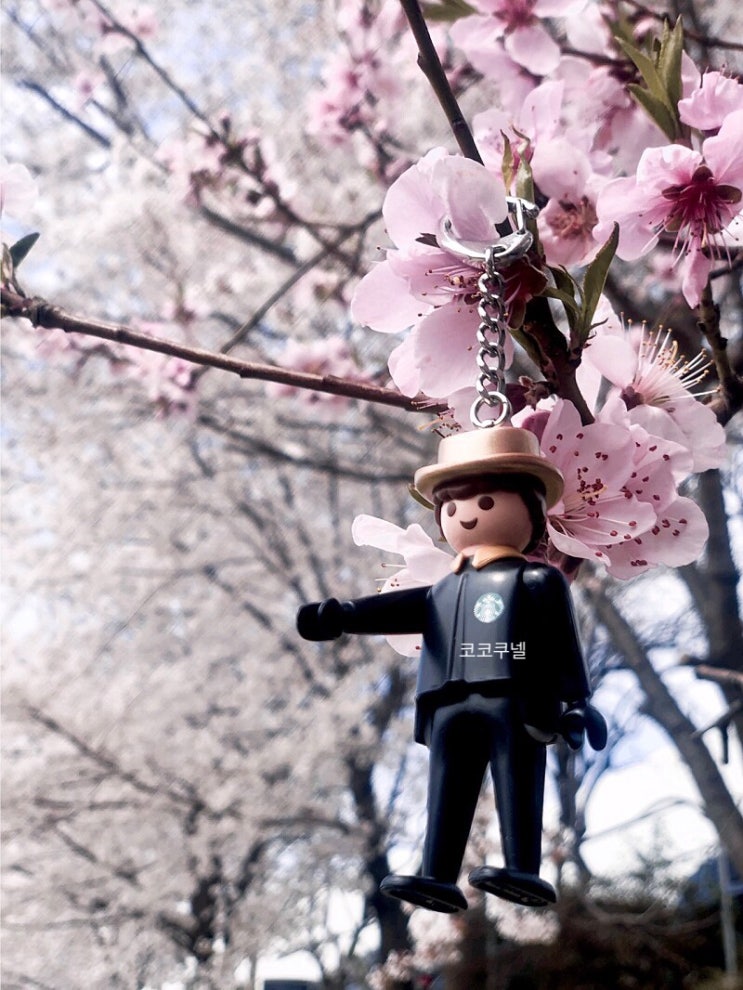  벚꽃 그리고 플모와함께 산책