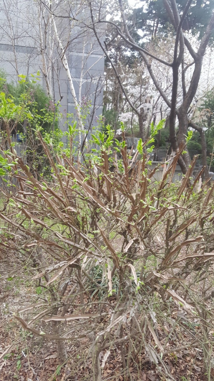  포일자이 주변 사진 4/2
