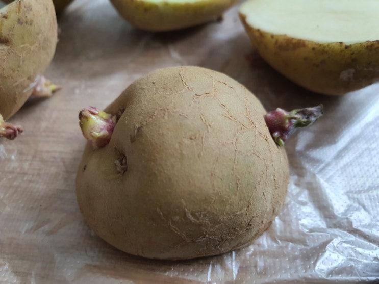  집에서 감자키우기 베란다텃밭 옥상텃밭 작물 How to Grow Potatoes