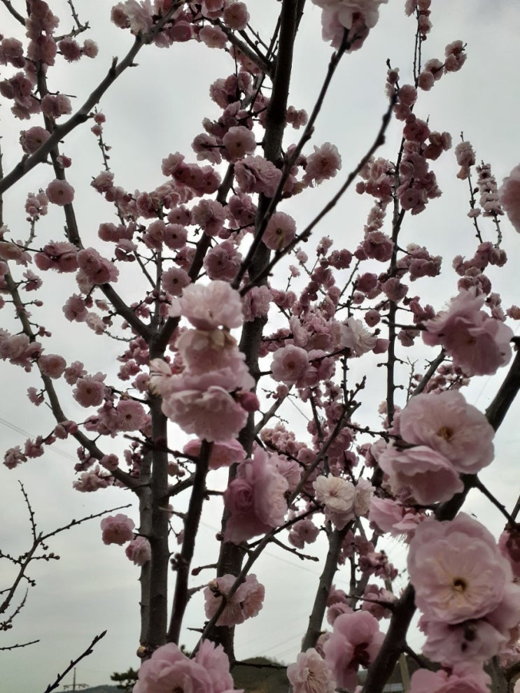 매실꽃 봄꽃 예쁜꽃 핑크꽃 매실꽃 봄꽃 예쁜꽃 핑크꽃