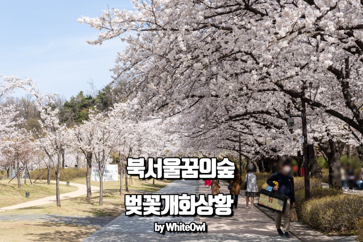  북서울꿈의숲 벚꽃 개화시기 4월 초 만개