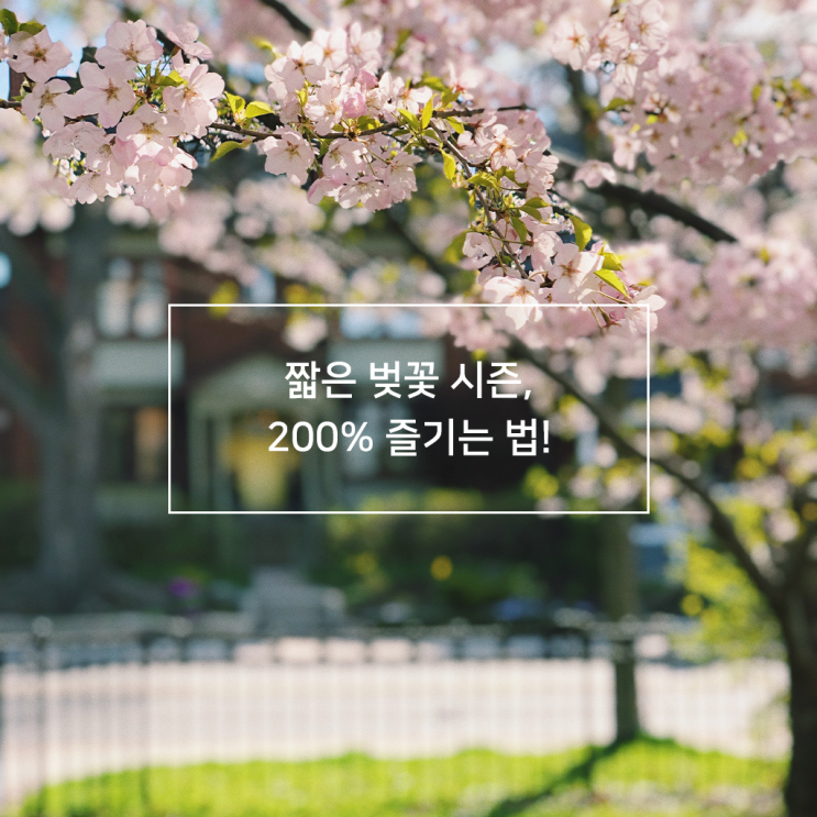 2021 벚꽃 개화시기는 언제? 벚꽃 시즌 200% 즐기는 법! :: 꾸다