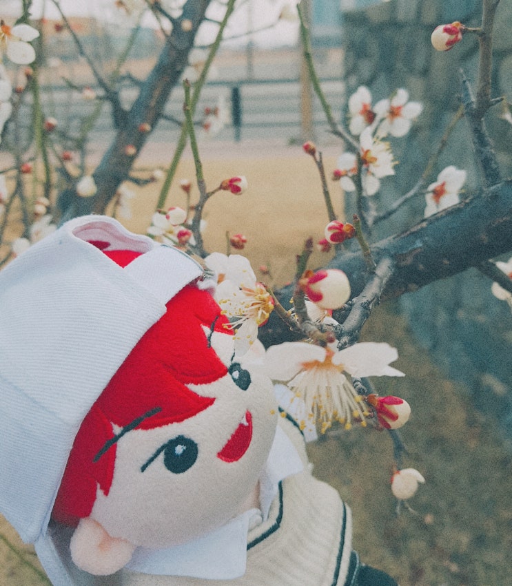 ܓ매화꽃 · 감성 산책 · 동네 한 바퀴 with 박우진 인형 ܓ매화꽃 · 감성 산책 · 동네 한 바퀴 with 박우진 인형