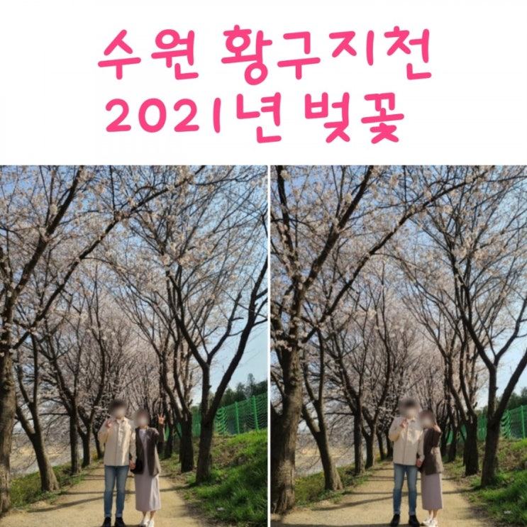 수원 황구지천 벚꽃 나들이 (2021년)