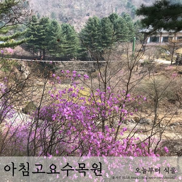  아침고요수목원 야생화 전시회