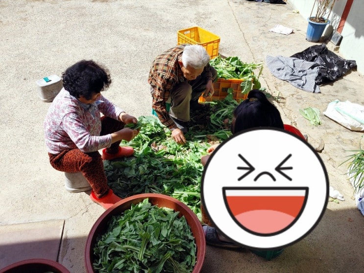 열무재래기 담는법!!! 그 비법은 엄마의 손맛 열무재래기 담는법!!! 그 비법은 엄마의 손맛
