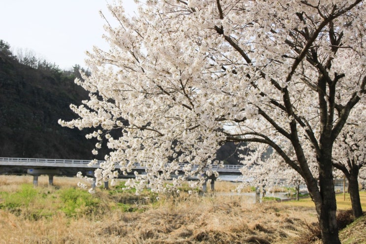  [영천 여행] 벚꽃 명소, 데이트, 드라이브, 인생샷 코스(벚꽃예쁜길, 벚꽃백리길)