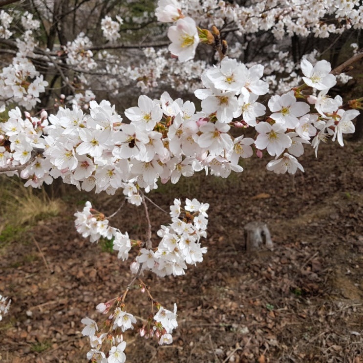 4월 1일 감곡 철박물관 벚꽃 구경