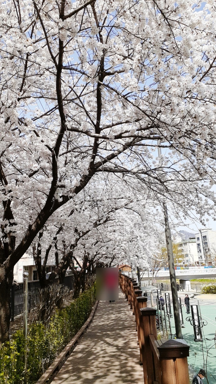  강북구 우이천 벚꽃 사진 구경~