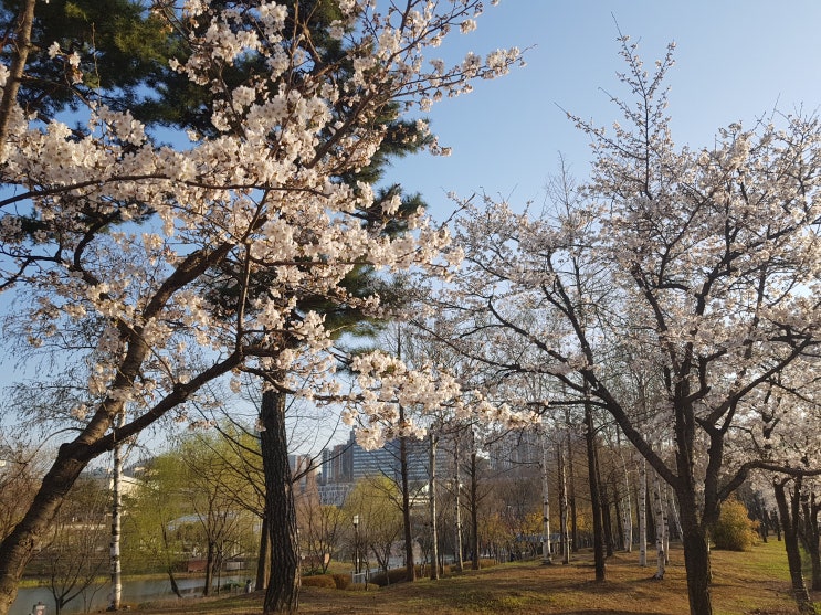  용인 신갈천 벚꽃, 동백호수공원 + 구갈레스피아에서 벚꽃 구경하기~