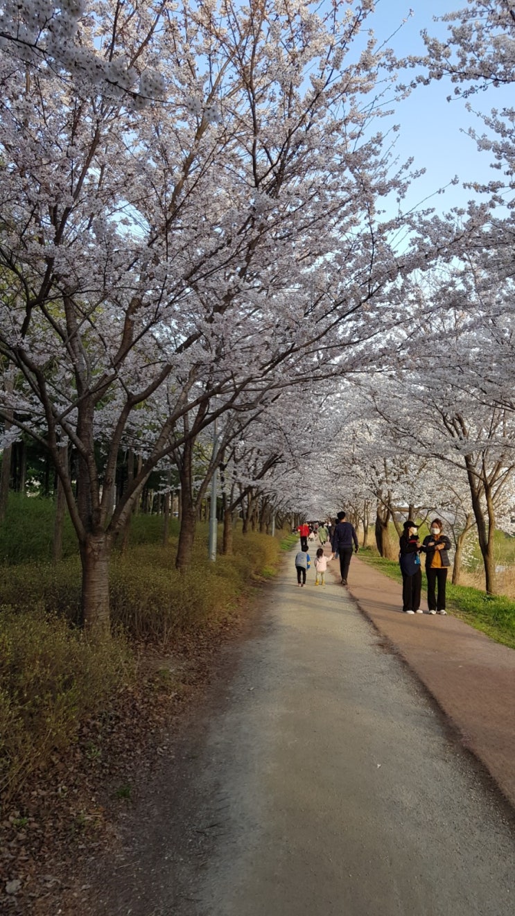 황구지천 위치 - 수원 고색동 벚꽃놀이