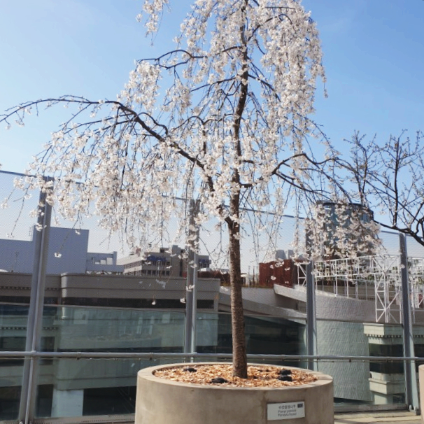 서울로(공덕-서울역) 산책, 차얌 쥬씨 명동점, 서브웨이 회현점, 연남동 경의선 숲길(홍대입구역-신촌역) 후기