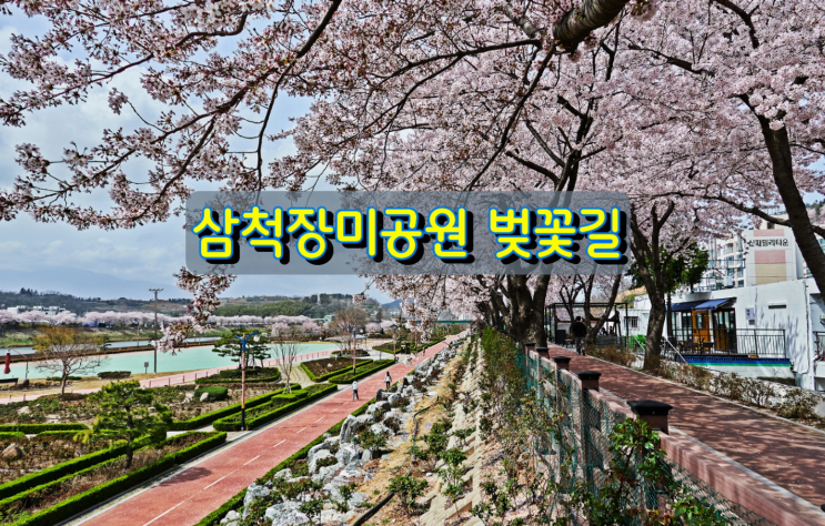 강원도 벚꽃명소 삼척장미공원 벚꽃길 강원도 벚꽃명소 삼척장미공원 벚꽃길