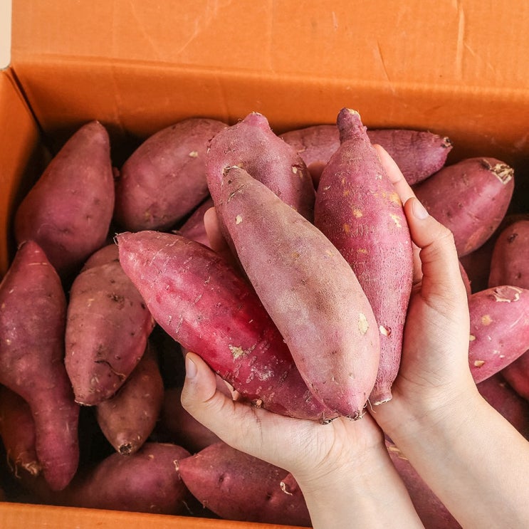 잘팔리는 농부마음 꿀밤고구마 꿀고구마, 5kg(한입), 1box 추천해요 잘팔리는 농부마음 꿀밤고구마 꿀고구마, 5kg(한입), 1box 추천해요