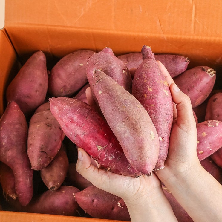 잘팔리는 농부마음 꿀밤고구마 꿀고구마, 5kg(한입), 1box 추천해요