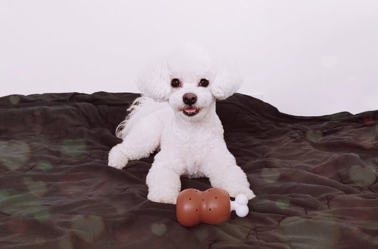 강아지 노즈워크장난감 노즈볼은 씹어도 괜찮아요! 강아지 노즈워크장난감 노즈볼은 씹어도 괜찮아요!