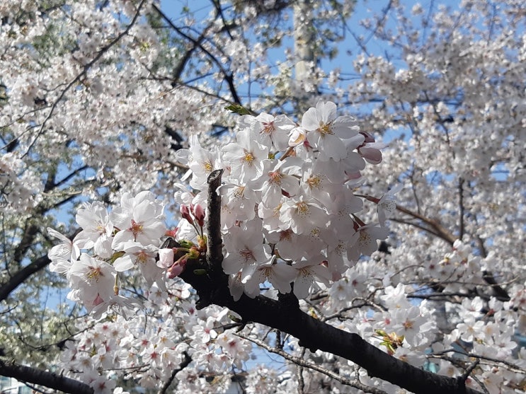  마산 문화동 소하천 연애다리 벚꽃으로 물든 거리