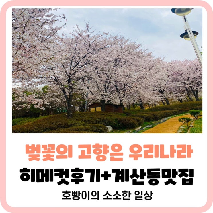  [계양산 벚꽃보고 힐링] 벚꽃은 우리나라꽃,이미지변신히메컷도전