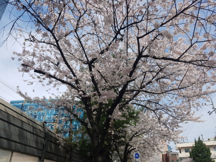  벚꽃구경을 했어요.