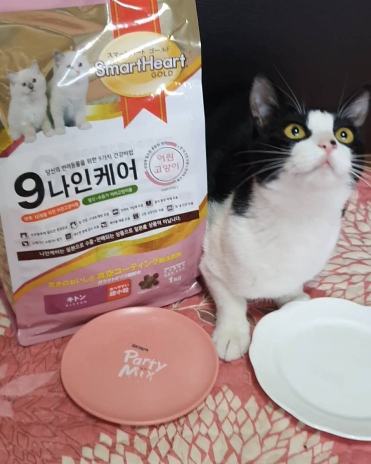 나인케어 키튼 사료 후기 - 고다체험단 나인케어 키튼 사료 후기 - 고다체험단