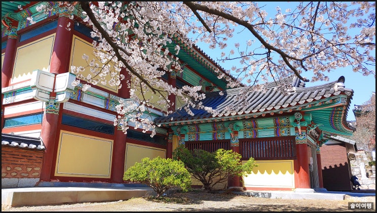 벚꽃 천국 김제 금산사-진입로 벚꽃터널, 절과 어울리는 벚꽃